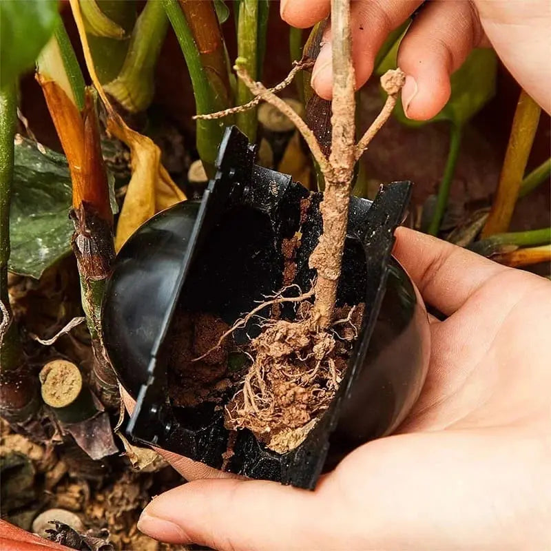 Clonador de Plantas (5 Unidades) + Guía Exclusiva para Clonar con Éxito
