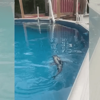 Tiburoncín - Tiburon a Control Remoto con Luz LED y Movimientos realistas - Oferta Por Esta Semana